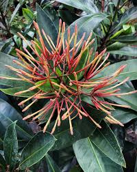 Image result for Ixora seretii