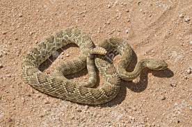 A Mojave Green Rattlesnake Crotalus Scutulatus Mojave Desert Trail Runners Snake Nature Animals