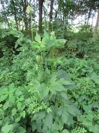 Image result for Ranunculaceae