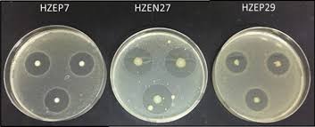 Image result for pseudomonas savastanoi pv nerii oleander symptoms