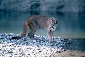 Powell butte is an extinct cinder cone butte in portland, oregon, united states. Cougar Spotted At Powell Butte Nature Park In Se Portland Oregonlive Com