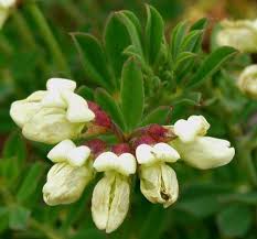 Image result for Lotus namulensis