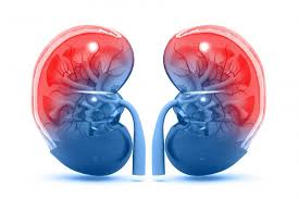 Kidneys Structure Function And Diseases In 2020 Chronic Kidney Disease Kidney Disease Causes Of Kidney Disease