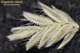 Image result for Eragrostis porosa