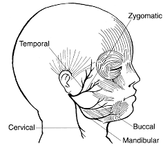 The Facial Nerve Exits The Skull From The Stylomastoid