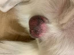 Image result for scrotum dog skin peeling