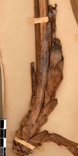 Image result for Aframomum alboviolaceum