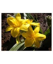 Image result for Hypoxis parvifolia