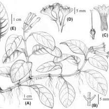 Image result for Polyceratocarpus gossweileri