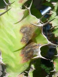 You can, but i would only recommend doing it if you own the cactus and it's inside your home. Euphorbia Fungus Cactus Jungle