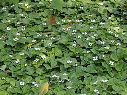 Der teppich hartriegel ist ein gleichmäßig wachsender bodendecker mit weißen blüten im sommer und roten beeren im herbst. Kanadischer Hartriegel Cornus Canadensis Baumschule Horstmann