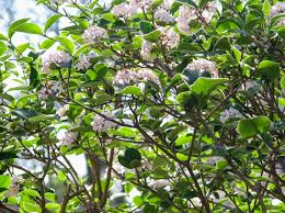 The leaves naturally droop in cold weather. 12 Species Of Viburnum Shrubs