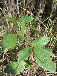 Image result for Desmodium incanum