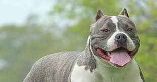 An american bully xl is a variety of the hybrid, or designer, dog breed american bully, also known as american bully pit, bullypitbull, and bullypit.this breed has only been around for a couple of decades. 14 Best Dog Foods For American Bullies 2021 Reviews Buying Guide