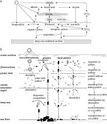 pelagic sedimentation in modern and ancient oceans