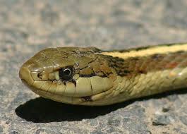 The garter snake is an interesting and often attractive reptile dealing with bites (since a snake's teeth point backwards, the head of an attached snake should be your pictures are incredible and i just loved the video. Western Terrestrial Garter Snake California Garter Snakes Inaturalist