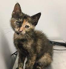 Angola In Domestic Shorthair Meet Gabby A Cat For Adoption Cat Adoption Pets Kitten Adoption