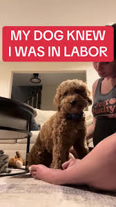 Dog Knew: Heartwarming Labor Moment Captured