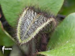 Image result for Elaphoglossum kivuense