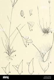 Image result for Chloris mossambicensis