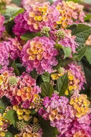Pin On Plants And Flowers
