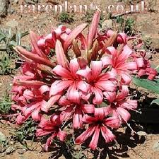 Image result for Ammocharis