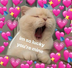 Pin By K On 11 Cute Memes Cute Cat Memes Cat Memes