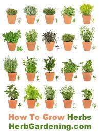 Herb Gardens How To Grow Herbs Indoors And Out Plants Growing Herbs Herbs Indoors