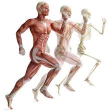 The bag of skin that holds and helps to protect the testicles. Anatomy Running Man Posts Facebook