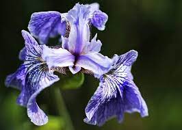 Irises How To Plant Grow And Care For Iris Flowers The Old Farmer S Almanac Growing Irises Iris Flowers Plants