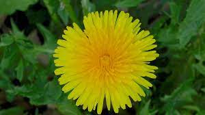 Jeder teil des löwenzahns ist essbar und mit einer. Lowenzahn Taraxacum Officinale Im Pflanzenlexikon Gartennatur Com
