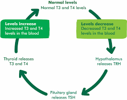 Image result for Thyroid Function Summary