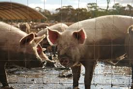 The areas affected by african swine fever in the philippines so far are: African Swine Fever Tests Found Positive In Pigs In The Philippines Bringing It Closer To Australia S Shore Abc News
