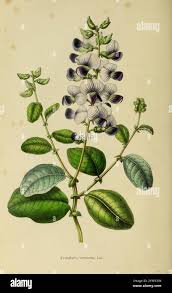 Image result for Crotalaria verrucosa