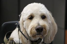We're celebrating our hardworking call takers during  #NationalPublicSafetyTelecommunicatorsWeek! 🖤💛 Jimmy, our Peer Support  dog, is at LVMPD 911 Communications right now to bring some joy to the  team—he might even be listening
