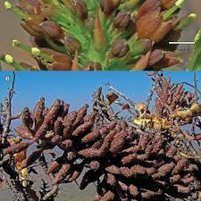 Image result for Hymenodictyon parvifolium