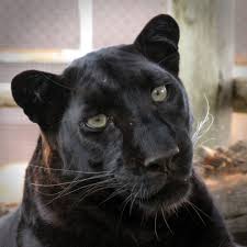 Their colour variant is caused by a recessive allele which means that due to this, a child does not share the father's coloration. Close Up Of Black Leopard Nova Tag Someone You D Like To Go Here With All Pics Are Mine Marzio Carro South Africa Animals Africa Animals Wild Cats