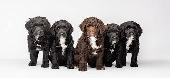 Gabriel burns hörspiel kostenlos downloaden. Yare Lagotto Romagnolo Portuguese Water Dogs