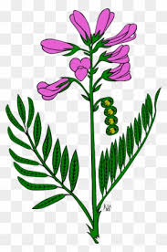 So is today's flower from the daily drawing challenge, the snapdragon! Snapdragon Flower Tattoo Easy Snapdragon Drawing Free Transparent Png Clipart Images Download