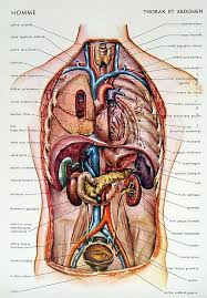 Maybe you would like to learn more about one of these? Human Anatomy Abdomen Stomach Pics Anatomy Organs Animal Cell Anatomy Human Anatomy