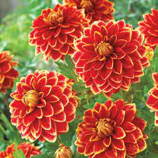 Breck S Caballero Dahlia Bulbs 3 Pack 72512 The Home Depot Dahlia Growing Dahlias Red Flowers