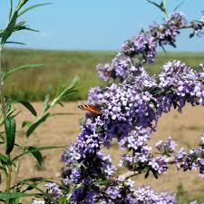 Image result for Komule střídavolisté