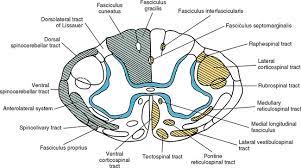 240 x 148 png 47 кб. Neuroanatomy Of The Spinal Cord Basicmedical Key