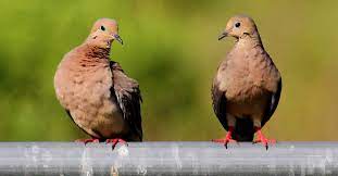 At the time, i wasn't sure exactly how he always seemed to know when and. 2020 Dove Season Preview First Time Hunters And Hurricanes