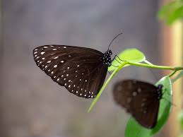 Cameron highlands butterfly garden, cameron highlands: Cameron Highlands Malaysia Reisetipps Fehler Bei Deiner Reise