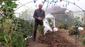 Protéger le tronc par un paillasson épais que vous placez tout autour. Comment Proteger Les Plantes Gelives En Hiver Youtube