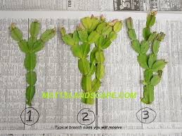The rhipsalidopsis will only flower once in the spring. 28 Easter Cactus Ideas Easter Cactus Cactus Christmas Cactus