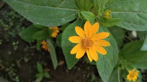 Image result for Aspilia