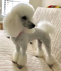 Pin On Poodles
