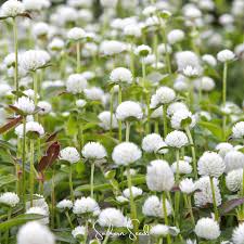 Image result for Gomphrena globosa